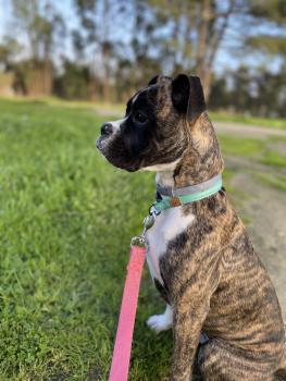 Arya, Boxer