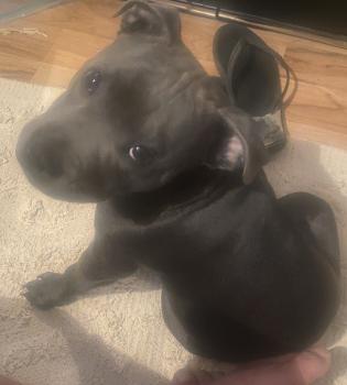 Tyson Russell, Staffordshire Bull Terrier