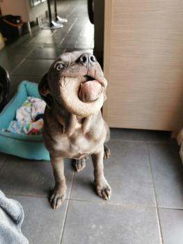 Reïko, Cane Corso