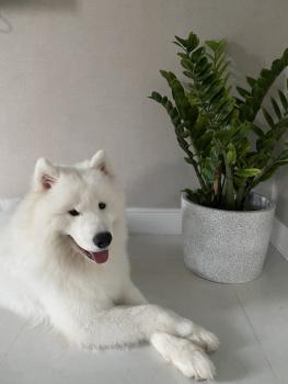 Salmon, Samoyedo