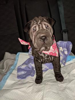Olive, Shar Pei