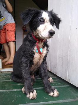 Samba, Border Collie
