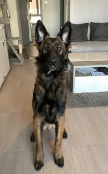 Rambo, Pastor Belga Malinois