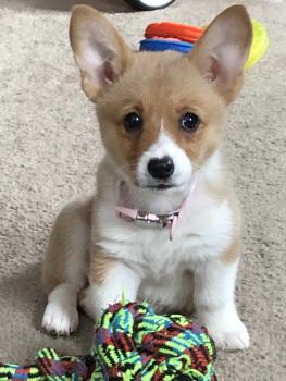 Bailey, Welsh Corgi Pembroke