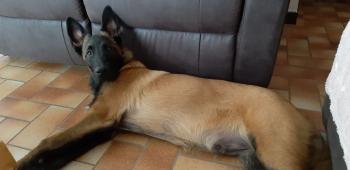 rocky, Pastor Belga Malinois