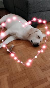 Funky, Labrador Retriever