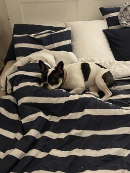 Piper, Bulldog Francés