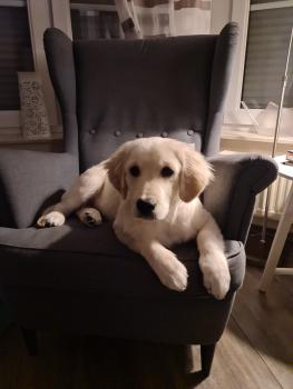 Willi, Golden Retriever