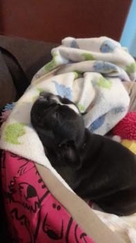 Espinosa, Französische Bulldogge