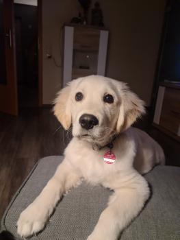 Willi, Golden Retriever