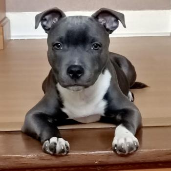 Rasta, Staffordshire Bull Terrier