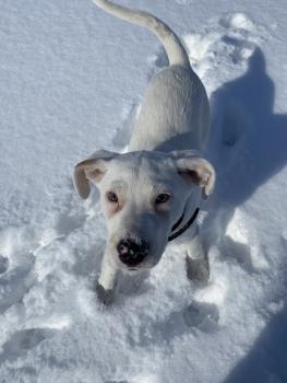 Kona, Dogo Argentino