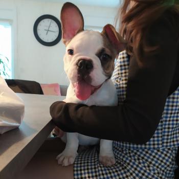 Roméo, Bulldog Francés