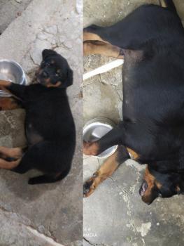 Taurus, Rottweiler