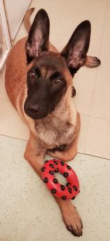 Rayah, Pastor Belga Malinois