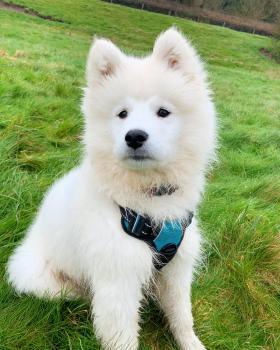 Patchi, Samoyedo