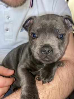 Rio, Staffordshire Bull Terrier