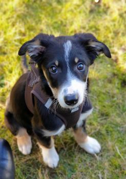 Bobby, Border Collie