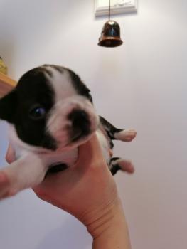 Kobe, Boston Terrier