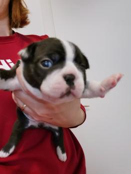 Golda, Boston Terrier