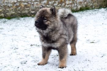 Rizzly, Eurasier