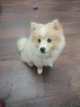 Minnie, Keeshond