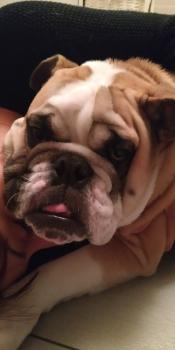 Hooligan, Bouledogue Anglais