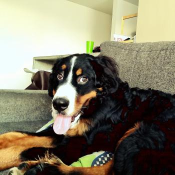 Apolo, Bernese Cattle Dogs