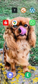 Ruby, Cavalier King Charles Spaniel