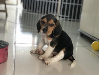 Luna Maria, Beagle