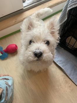 MacGyver, West highland white terrier