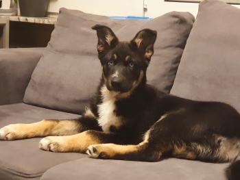 Jaxx, Perro Pastor Alemán