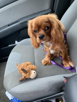 Bentley, Cavalier King Charles Spaniel