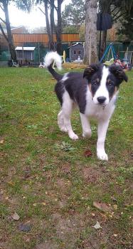 Roxy, Border Collie