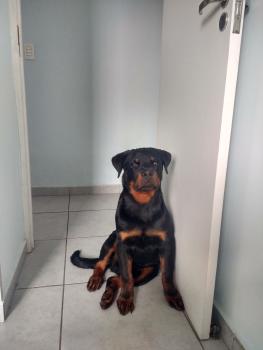 Klaus, Rottweiler
