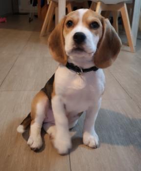 HAPPY, Beagle