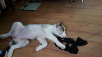 Pulguenta, Border Collie