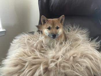 Dakota, Shiba Inu Japonés