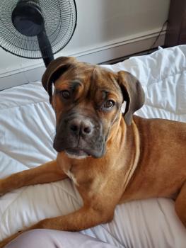 Xena, Bullmastiff