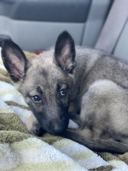Remington, Pastor Belga Malinois