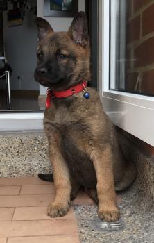 Kali, Pastor Belga Malinois