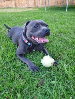 Inka, Staffordshire Bull Terrier