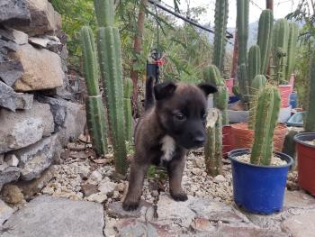 Kai, Pastor Belga Malinois