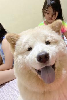 Muffin, Chow Chow