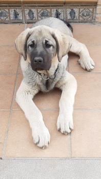 Jara, Spanish Mastiff