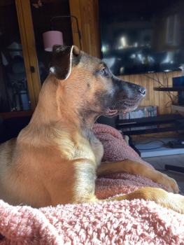Looney, Pastor Belga Malinois