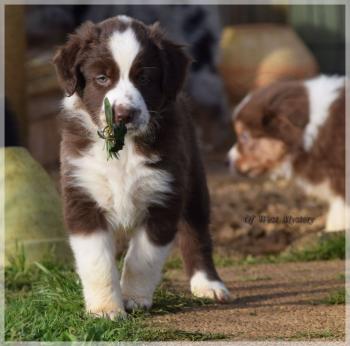 Romeo, Pastor Australiano