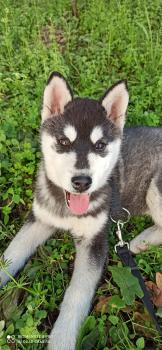 Narsuk, Husky Siberiano