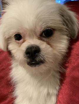 Daisy, Shih Tzu