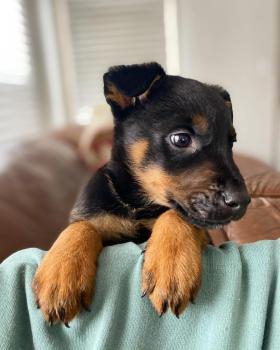 Rocky, Pastor Belga Malinois